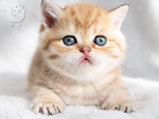 PoulaTo: Scottish Folds γατάκια